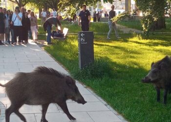 Dzik jest dziki, a ludzie bezwzględni – rozmowa o dzikach w Gdyni