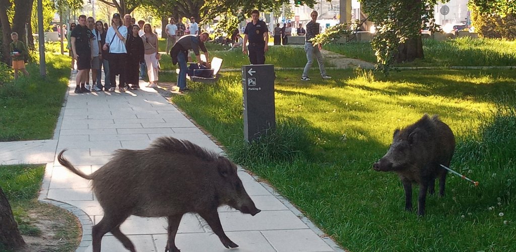 Dzik jest dziki, a ludzie bezwzględni – rozmowa o dzikach w Gdyni