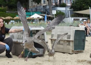 Mewy z Ostoją wypuszczamy i na spacer zapraszamy