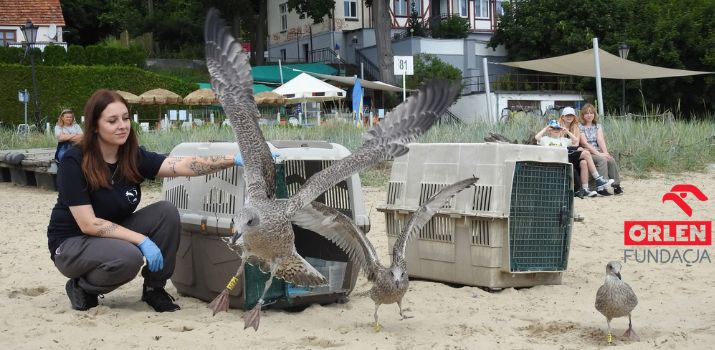 Mewy z Ostoją wypuszczamy i na spacer zapraszamy