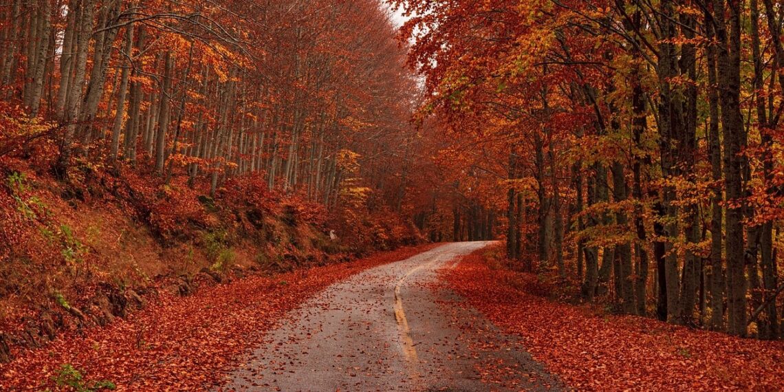 Jak przygotować się do jesiennych wyzwań na drodze? Rozmowa z dyrektorem PORD-u