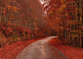 Jak przygotować się do jesiennych wyzwań na drodze? Rozmowa z dyrektorem PORD-u