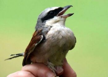 Polskie ptaki tam latają. Wyprawa ornitologów z Gdańska do RPA