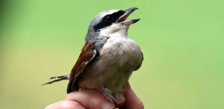 Polskie ptaki tam latają. Wyprawa ornitologów z Gdańska do RPA