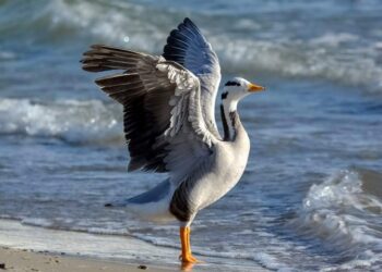 Kto i dlaczego jedzie do Gdyni „na gęś tybetańską”? – ornitolog Dariusz Ożarowski o Trójmiejskiej Grupie OTOP