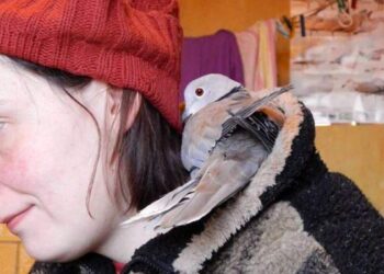 Maria i Patryk mają gołębia w łóżku i mają na szafie czyli dlaczego warto pomagać ptakom