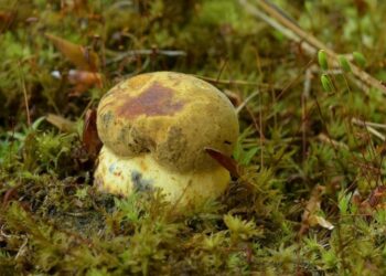 Maślaki, koźlaki i borowiki pojawiły się w maju. To anomalia klimatyczna? A może to normalne? Zapytaliśmy