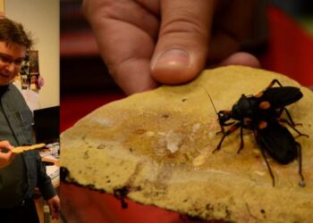 Mrówki, pluskwiaki, rośliny mięsożerne… oryginalne hodowle pracowników Wydziału Biologii UG