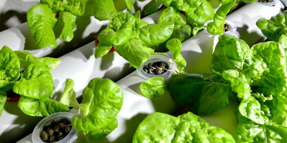 Na Politechnice Gdańskiej hodują sałatę w wodzie. Rozmowa o hydroponice