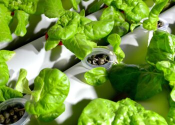 Na Politechnice Gdańskiej hodują sałatę w wodzie. Rozmowa o hydroponice