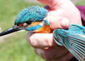 Janina Woszczyńska – przemiana lekarki w ptasiarkę