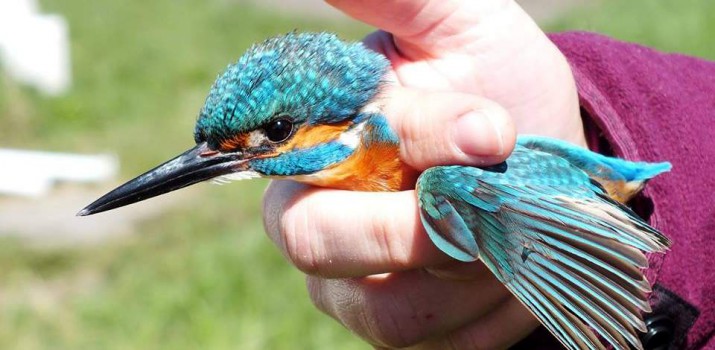 Janina Woszczyńska – przemiana lekarki w ptasiarkę