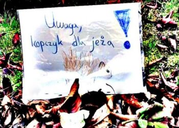 Jeż w Wielkim Mieście. Usyp kopczyk – akcja wymyślona przez dzieci z Leśnych Klas