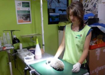 Uwaga na jeże na drodze!!! Jeżowy autobus jeździ po Gdańsku