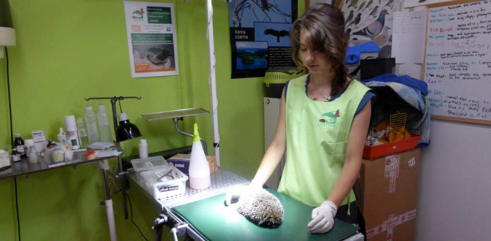 Uwaga na jeże na drodze!!! Jeżowy autobus jeździ po Gdańsku