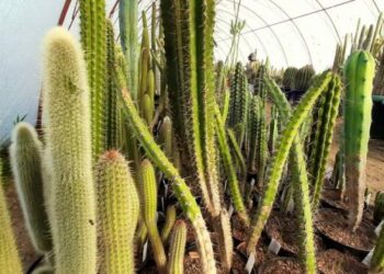 Super kolekcja kaktusów z Ostrzyc czeka na ratunek