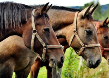 Eksperci: niekompetencja odpowiedzialnych za hodowlę koni w Janowie Podlaskim powinna być ukarana