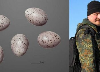 Jaki nasz ptak i dlaczego znosi różowe jajka? Opowiada ornitolog Kuba Typiak