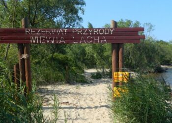 Kuling – obserwują, liczą, obrączkują i chronią ptaki