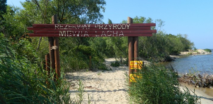 Kuling – obserwują, liczą, obrączkują i chronią ptaki