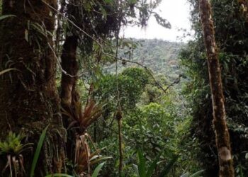 Zrzućmy się na kawałek prawdziwej puszczy i zróbmy rezerwat – to pomysł biologów z UG