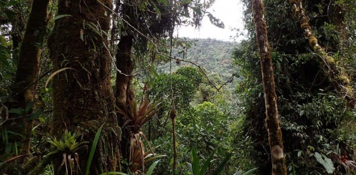 Zrzućmy się na kawałek prawdziwej puszczy i zróbmy rezerwat – to pomysł biologów z UG