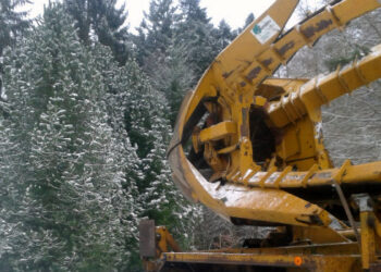 Przetransportowali do Gdańska limbę. Będzie żywym pomnikiem