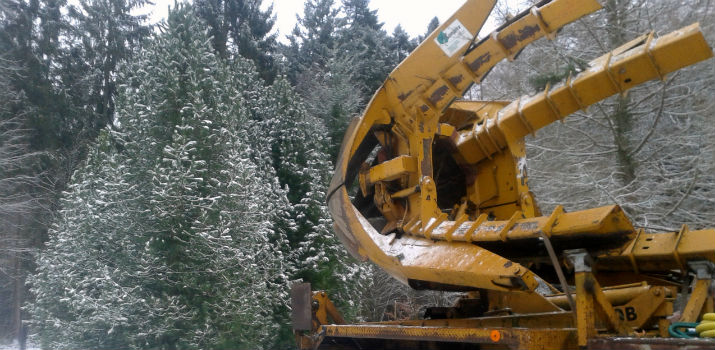 Przetransportowali do Gdańska limbę. Będzie żywym pomnikiem