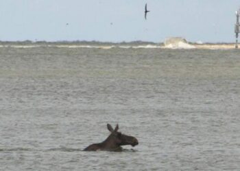 Łosie pływają w Sobieszewie – nasi słuchacze robią im zdjęcia