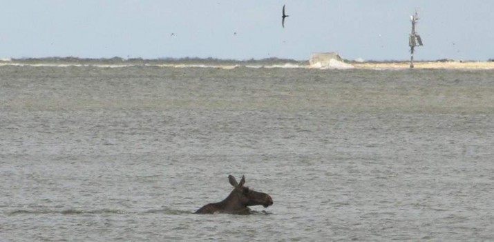 Łosie pływają w Sobieszewie – nasi słuchacze robią im zdjęcia