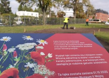 Z pożytkiem dla gości i owadów! Patriotyczna, biało-czerwona łąka powstaje przed Muzeum II Wojny Światowej