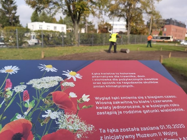 Z pożytkiem dla gości i owadów! Patriotyczna, biało-czerwona łąka powstaje przed Muzeum II Wojny Światowej
