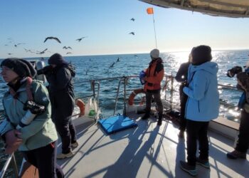 „Rejsy na Ptaki”, czyli co można zobaczyć zimą na Bałtyku