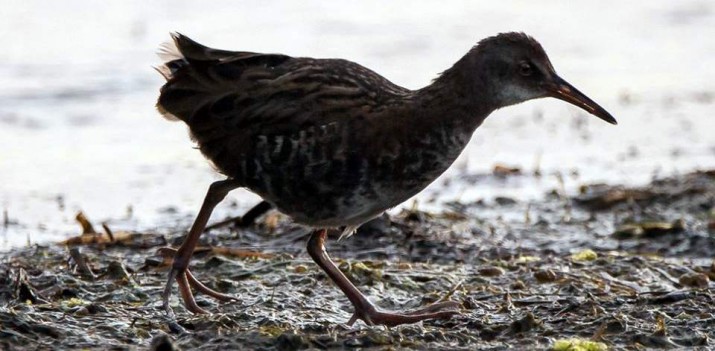 mariusz zarzycki wernisaż 4