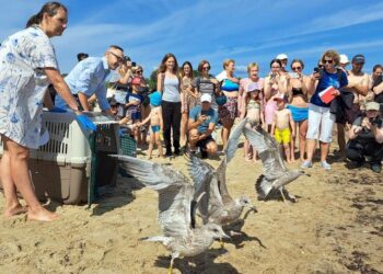 Młode mewy nie zawsze potrzebują naszej pomocy. Jak to rozpoznać?