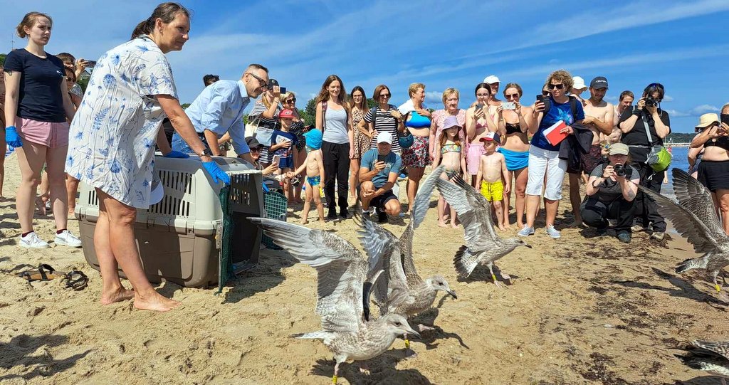 Młode mewy nie zawsze potrzebują naszej pomocy. Jak to rozpoznać?