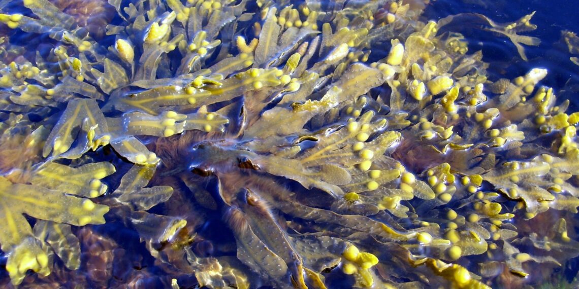 Czy wymarły morszczyn wrócił? IO PAN w Sopocie szuka informacji o zaginionych glonach