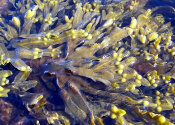 Czy wymarły morszczyn wrócił? IO PAN w Sopocie szuka informacji o zaginionych glonach