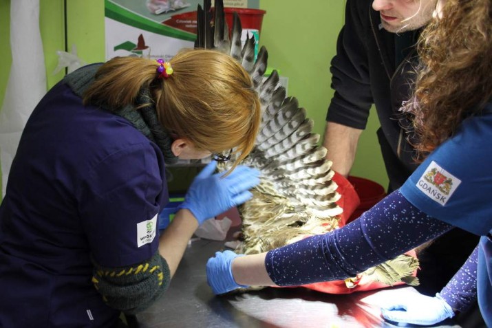 myszołów w Ostoi 1