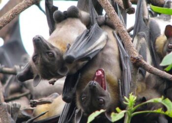 Zobaczyć nietoperza wielkości kota z głową konia to jest coś