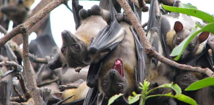 Zobaczyć nietoperza wielkości kota z głową konia to jest coś