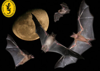 Mateusz Ciechanowski i jego nietoperze na Pomorzu w Tajlandii i Kenii