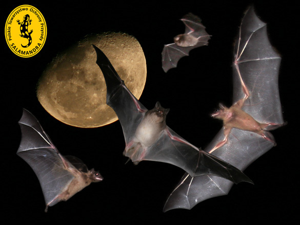 Mateusz Ciechanowski i jego nietoperze na Pomorzu w Tajlandii i Kenii