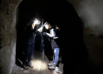 Nietoperze przyłapane na amorach, czyli o badaniach chiropterologów w Twierdzy Wisłoujście