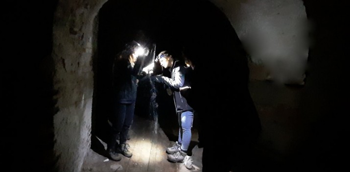 Nietoperze przyłapane na amorach, czyli o badaniach chiropterologów w Twierdzy Wisłoujście