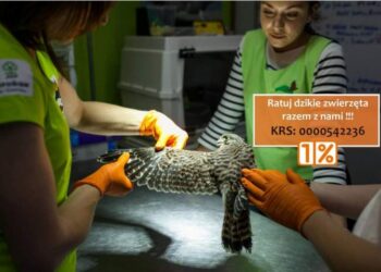 Wilga, mewy, jeże, zające, wiewiórki i inne małe zwierzęta. W Ostoi wyleczono ich 10 tysięcy