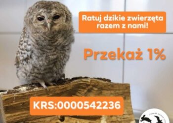 Nie zabierajcie dzieci dzikim rodzicom czyli ostojowa historia pewnego zajączka