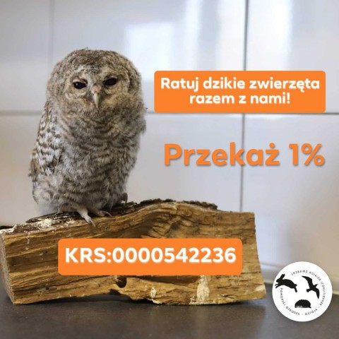 Nie zabierajcie dzieci dzikim rodzicom czyli ostojowa historia pewnego zajączka