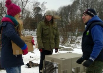 Skorzysta na tym mnóstwo „dzikusów”. Ostoja zbiera pieniądze na aparat do narkozy dla zwierząt