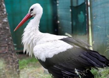 Ogrom jerzyków, zatrute bocinay i zbyt chude jeże – odwiedzamy Ośrodek Rehabilitacji Dzikich Zwierząt OSTOJA